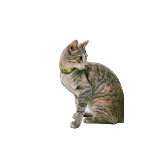 Charming Tabby Cat With A Green Collar Sitting Outdoors, Surrounded By Lush Greenery. 19892 - Cat PNG image with transparent background